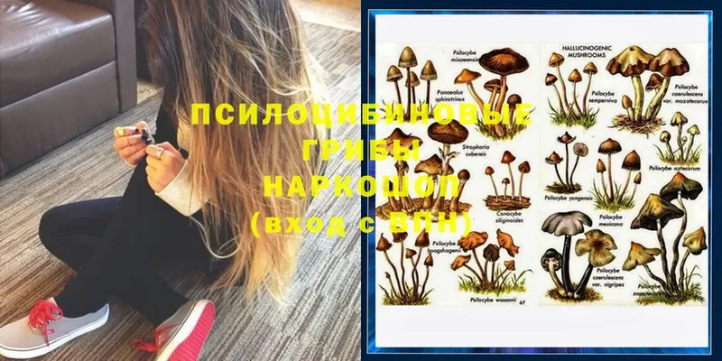 Галлюциногенные грибы Psilocybe  Бакал 